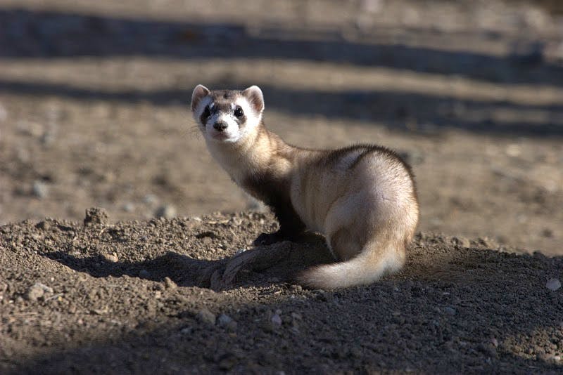 American ferret fashion